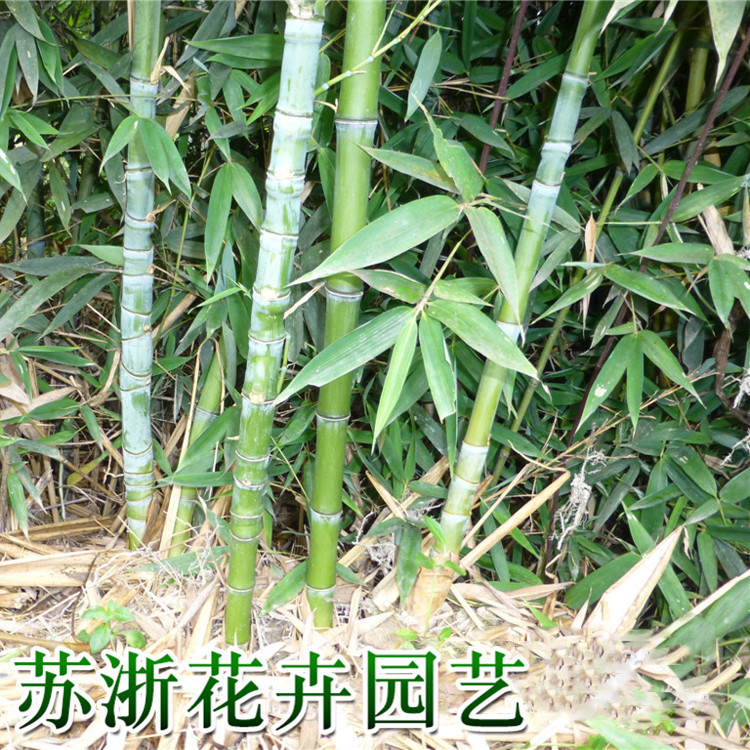 刚竹花,孝顺竹花,紫竹花(第3页)_大山谷图库