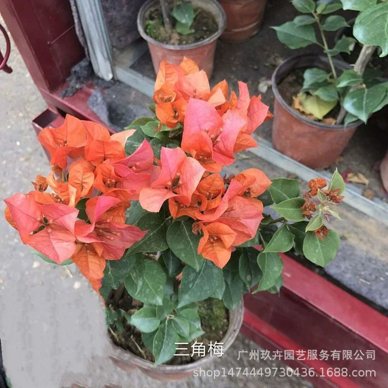 Бугенвиллея цветение просмотра растений в помещении и на открытом воздухе горшечные растения в саду парка долгое цветение терпимости