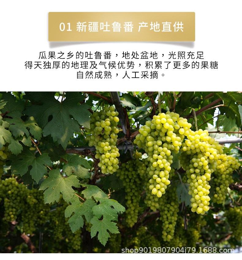 06黄绿葡萄干_04