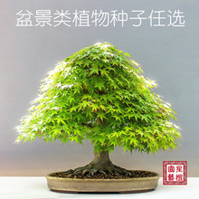 四季鲜花籽园艺树形盆栽盆景易活观赏植物庭院卧室书房新花卉种子