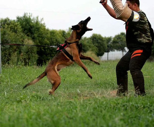 Service Working Dog Vest Training Bite Vest Duty Duty Chest Strap Soft Lining Nylon Material with Word Mark