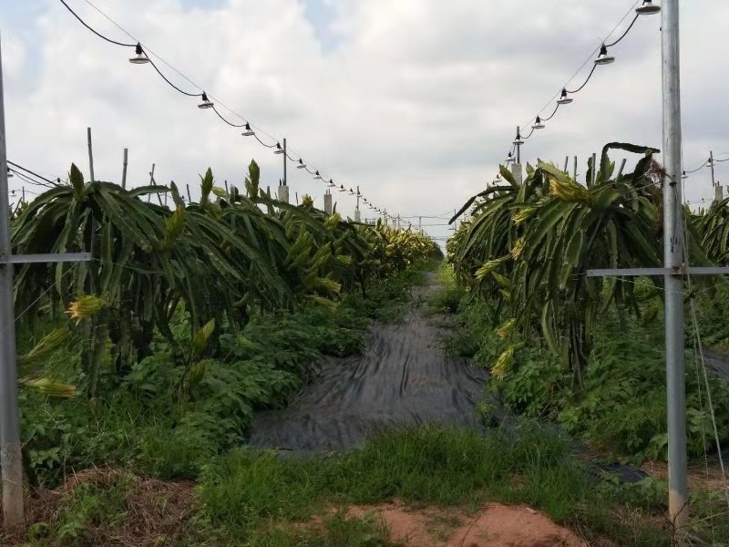 植物灯50WLED室内补光灯led温室生长灯全光谱生长灯