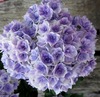 19.8 yuan 2 endless summer fairy flower embroidered ball flower seedlings potted flower viewing flowers and plants indoor flowers bloom in four seasons