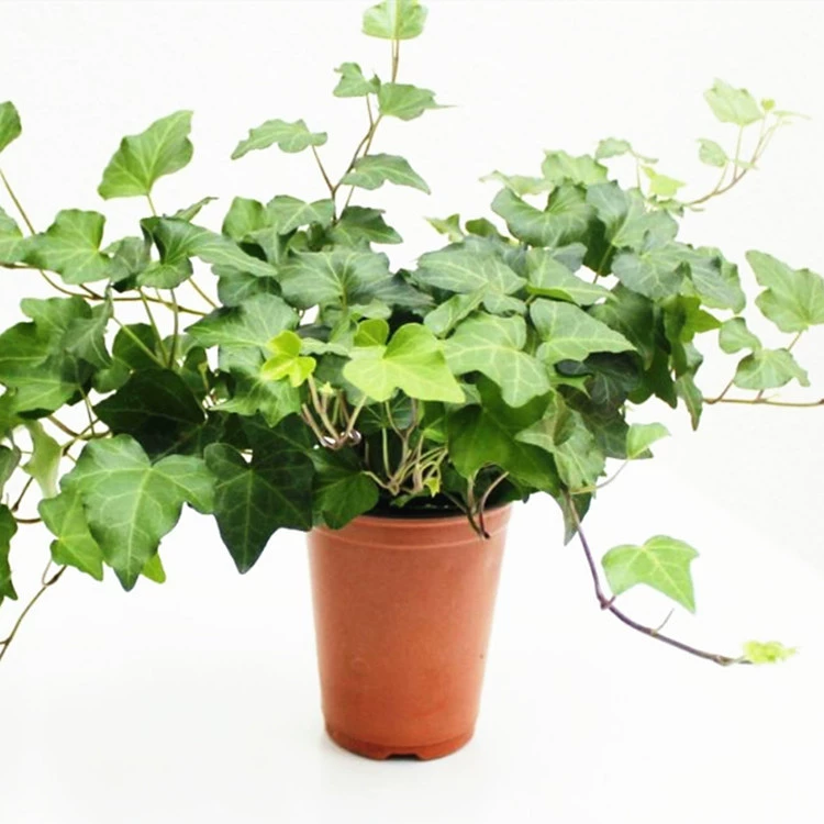 Плющ Крытый хлорофитум в горшках Гидропонный Плющ Офис Зеленые растения Цветы Очистка бензола Поглощение воздуха Формальдегид