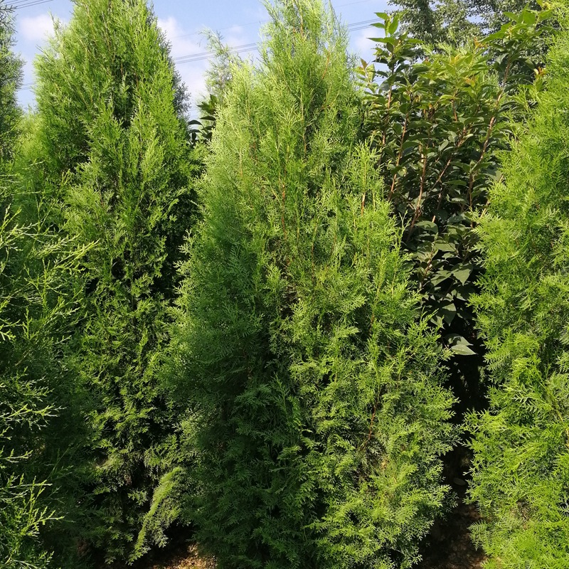 侧柏地被工程绿化苗木 品种规格齐全 园林工程苗苗木基地-阿里巴巴