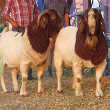 嘉旺 山東波爾山羊養殖場 種羊基地 供應純種改良小尾寒羊羊羔