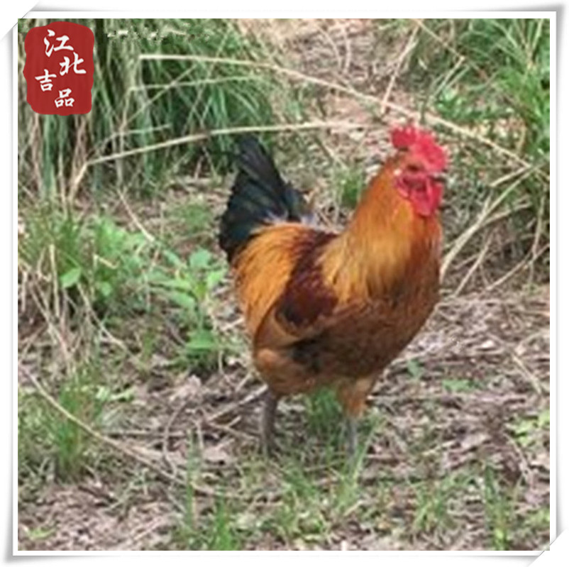 [More than half a year]Jiangsu Countryside Farm half a year Big cock Woodland Stocking Backyard Free range chicken Shunfeng