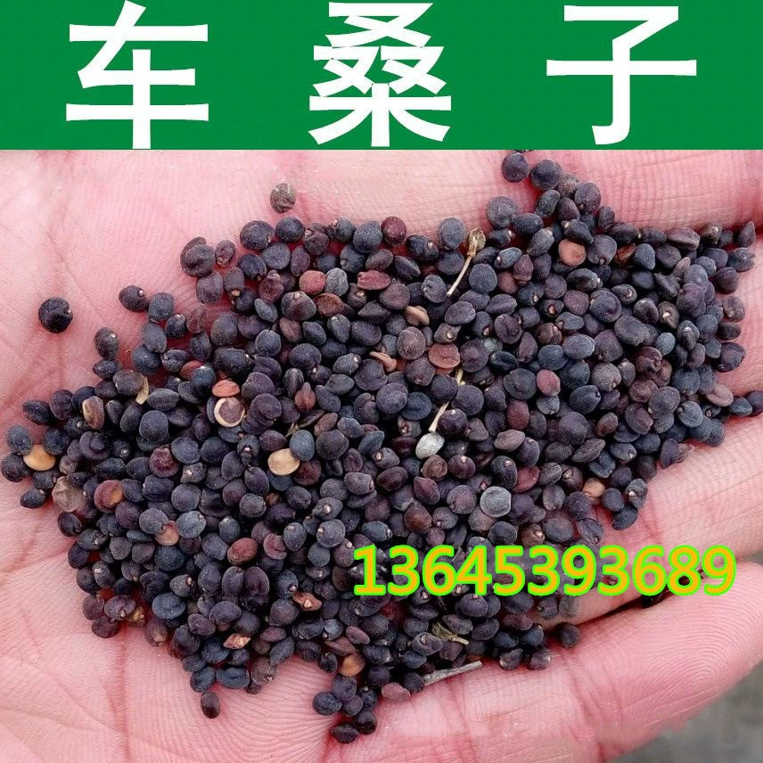 Семена Che Sangzi, также известные как семена полиу, имеют высокую всхожесть.