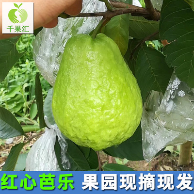 新鲜番石榴红心芭乐5斤新鲜台湾水果红心石榴非白心芭乐一件代发|ru