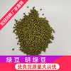 Farm specialty Green beans Green beans Good Full Green beans Grain Coarse Cereals Coarse grains Manufactor goods in stock wholesale