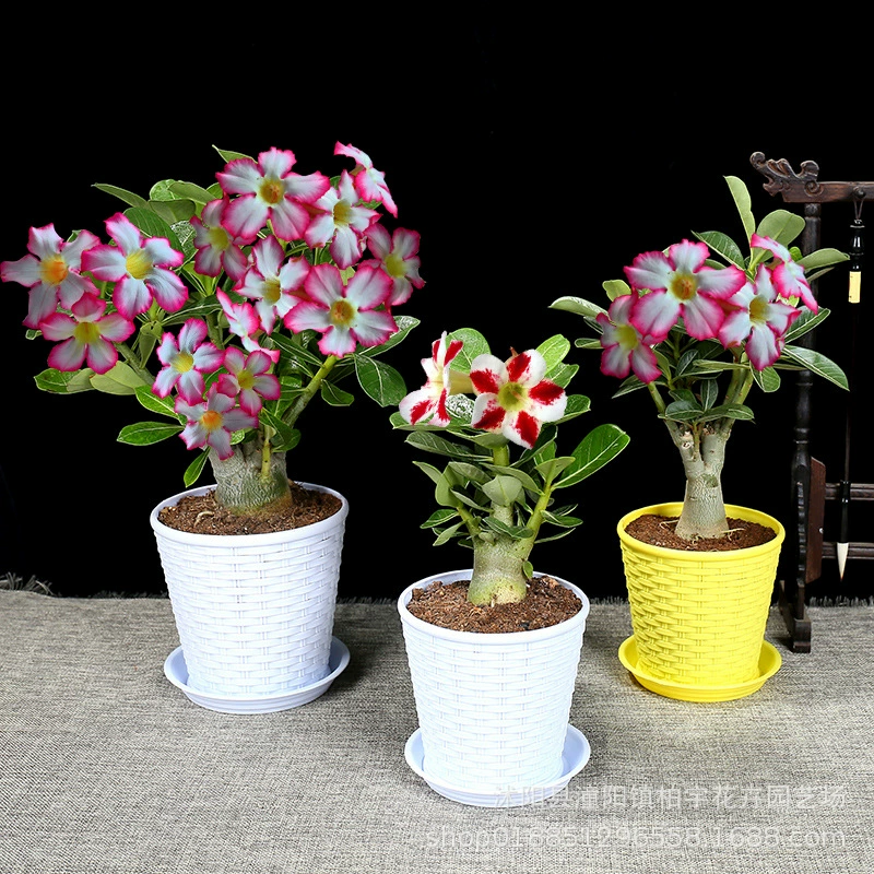 Пустынная Роза Рассада цветов в горшке Большой двойной цветок Цветочное растение Комнатное цветочное растение в горшке Четыре сезона с цветами Мясная устойчивость к холоду