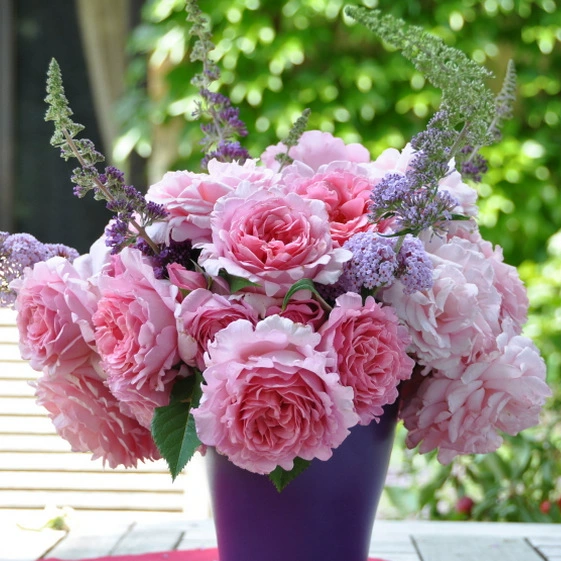 Саженцы роз Виноградная лоза Добро пожаловать Вьющийся цветок Цветочный сад Арка для двора Цветочная стена Восхождение Устойчивые к болезням всесезонные Цветочные растения