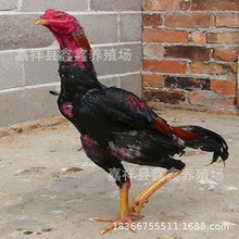 贵州斗鸡养殖场 斗鸡价格南方斗鸡批发价格 斗鸡孵化场 斗鸡品种