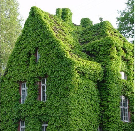 Ivy Climbing Botany courtyard Roof Climbing wall Climbing Green plant Potted plant