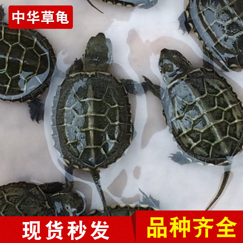 2018年中华草龟苗生态养殖活体 龟鳖养殖场观赏龟宠物龟|ru