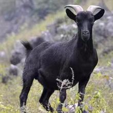 【波尔山羊】长期供应改良波尔山羊养殖场山东园林圈养纯种黑山羊