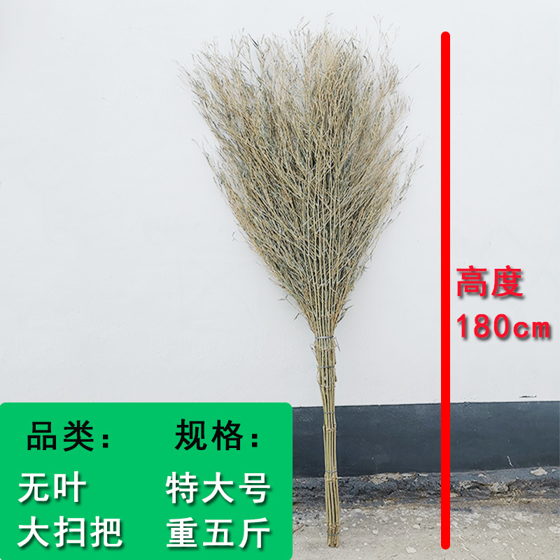 无叶大扫把
