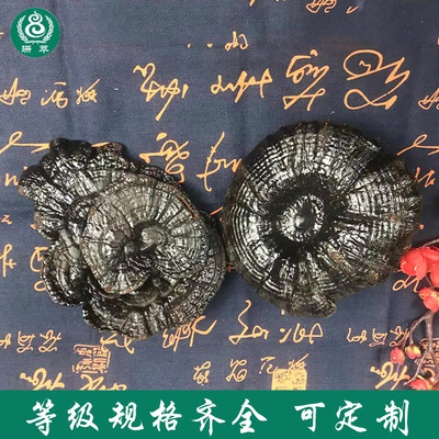 野生靈芝 滋補品中藥材批發壹件代發深山農産品優質道地 野生靈芝