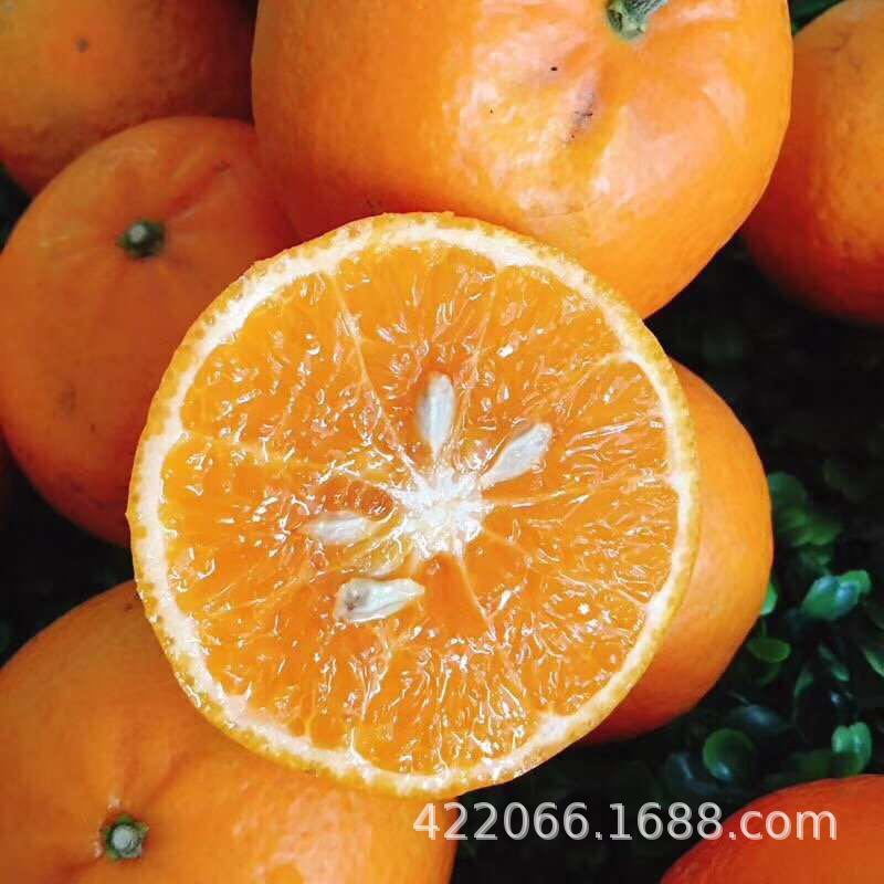 major Agency Place of Origin Agency Guangxi Wu Yu Lin Sugar Orange Emperor Kom