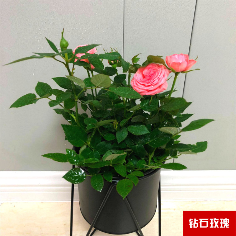 Planta verde de escritorio mayorista flor de oficina flor de rosa verde árbol rico base de plantas de maceta interior suministro image 18