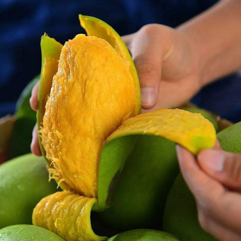 Vietnam specialty Yu mang 8 Tropical Mango 10 fresh Sweetheart fruit Guangxi Deliver goods wechat Business One piece On behalf of
