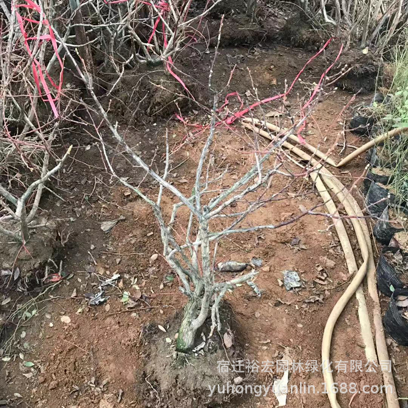 Blueberry seedlings North and South plant Blueberry Fruit tree seedlings indoor Fruit tree Blueberry seedlings Then Result Blueberry Potted plant