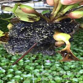 花鲢水花 白鲢水花 花鲢水花  鲫鱼水花 草鱼水花 鲤鱼水花