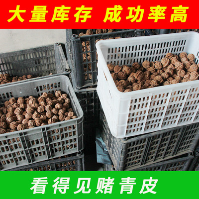 文玩核桃散货批发四座楼狮子头满天星官帽虎头地摊把玩河北涞水批