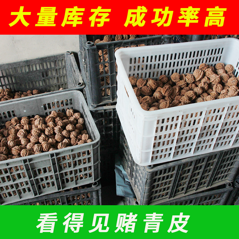 文玩核桃散货批发四座楼狮子头满天星官帽虎头地摊把玩河北涞水批