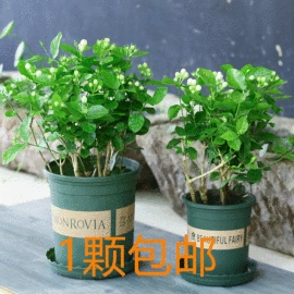 盆栽;乔木;灌木