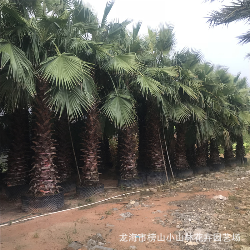 villa Residential quarters green Botany supply Tropical Desert Botany Elderly Kwai Palmae base
