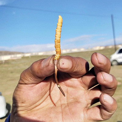 2021 fresh Cordyceps Qinghai Tibet Cordyceps Specifications goods in stock fresh Cordyceps Hand Source of goods