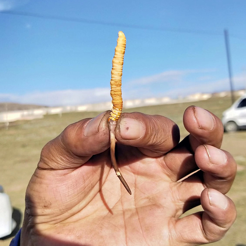 2021 fresh Cordyceps Qinghai Tibet Cordyceps Specifications goods in stock fresh Cordyceps Hand Source of goods
