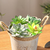 Realistic decorations, plant lamp, small multicoloured flowerpot