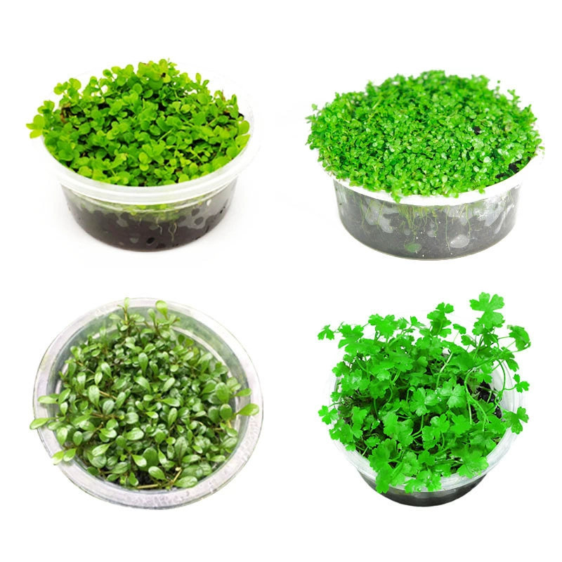 Коллекция травы переднего плана Мини-ползущий карлик Жемчужное украшение для ландшафта Живая настоящая водная трава Фотосинтетическая водная трава