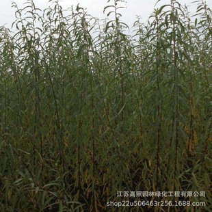 ��ɫϵ���~�Բ��~��� �o�¾G���ر�������� �����λ��~�������