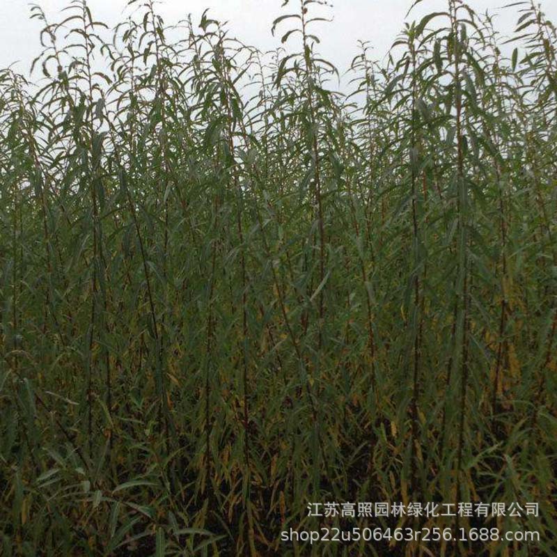 白色系落叶性彩叶杞柳 护坡绿化地被迷人杞柳 丛生形花叶杞柳树苗-阿里巴巴