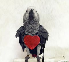 Parrot Flying Leash with Strap-on Wings, Elastic Pulling Rope, Tiger-Striped and Mandarin Duck Feather Pattern, Outdoor Training and Walking Bird Leash