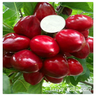 ���س��ۼt�� �������Ҙ��� һ���֙��Ҙ����