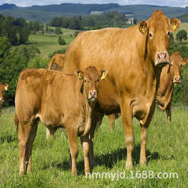 黄牛苗多少钱一 头广西水牛苗批发市场 4个月的小黄牛价格