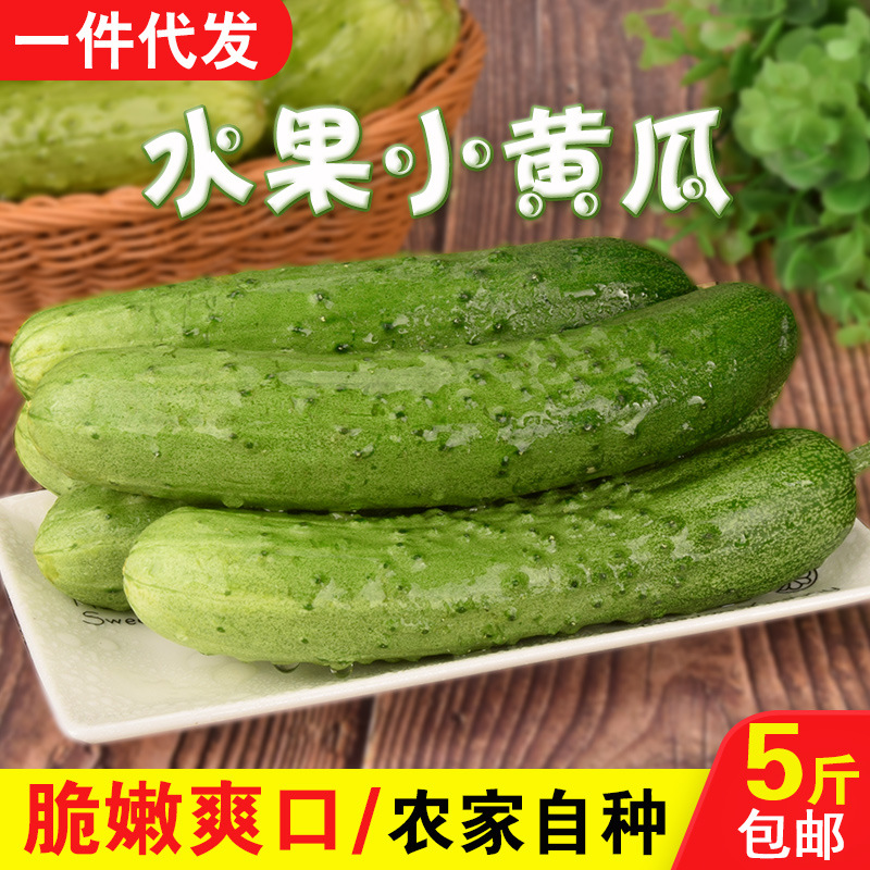 山东水果小黄瓜新鲜蔬菜小青瓜优选现摘五斤装顺丰一件代发 包邮
