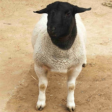 濟寧梁山大型養殖場批發波爾山羊 小尾寒羊種苗 杜泊羊價格