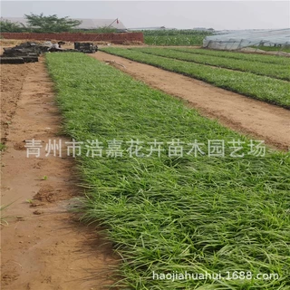紫穗狼尾草 火焰小兔子狼尾草 规格全 量大从优 青州基地