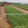 青州量大火焰基地狼尾草