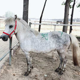 袖珍马矮脚马匹 哪里有的养马场 养殖一匹小矮马一头饲养成本多少