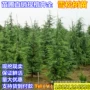 雪松南方北方种植松树苗