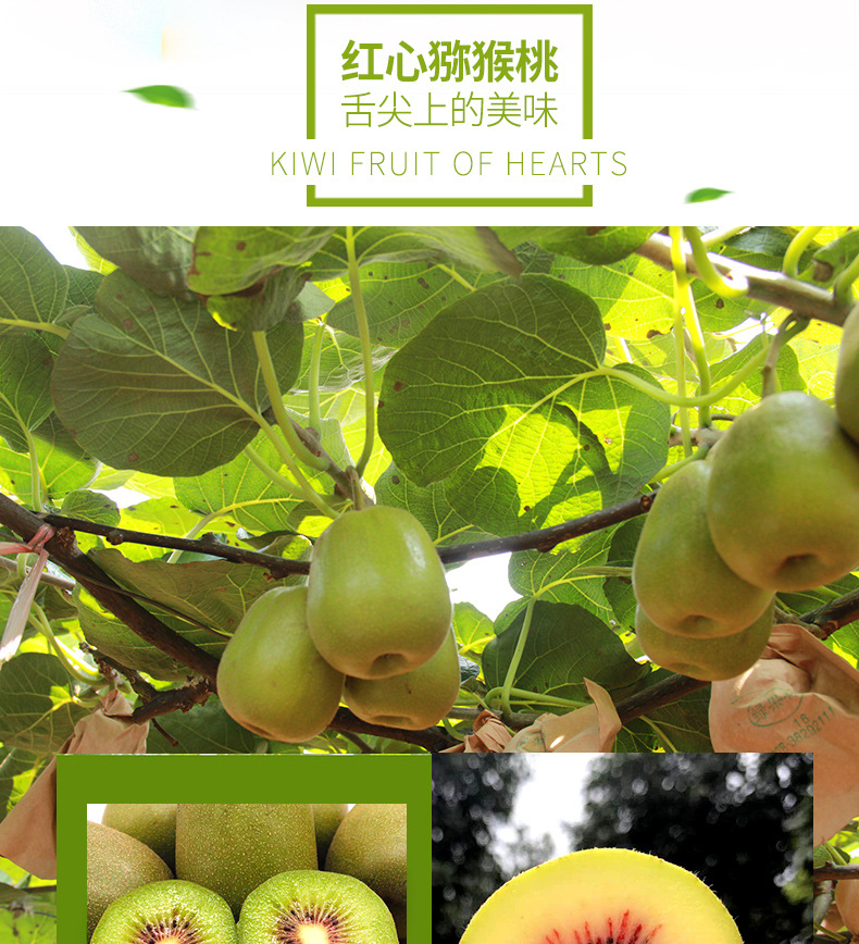 红心-猕猴桃_02.jpg