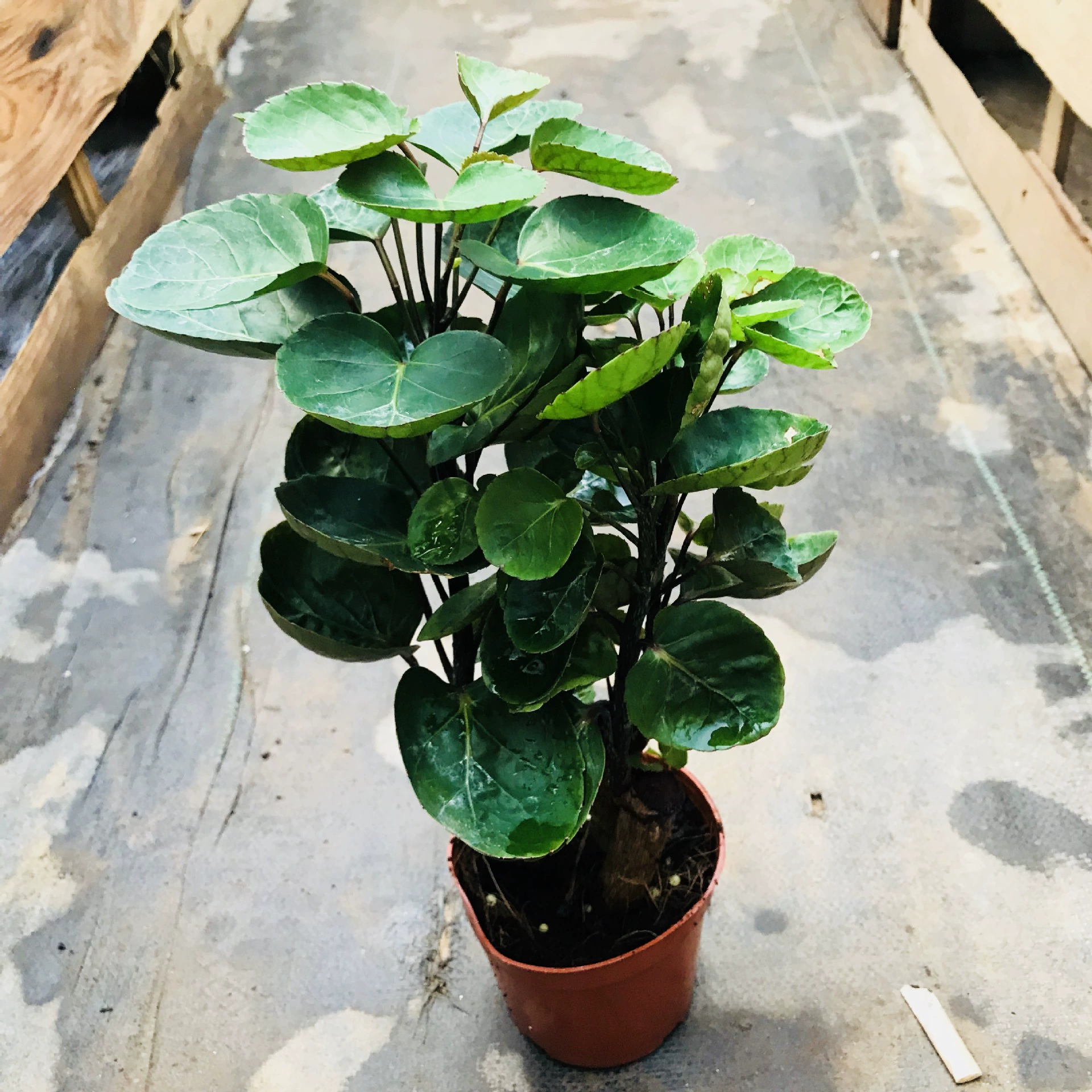 Круглый лист Фу Лу медный горшок для денег в горшке Офис Гостиная бонсай зеленое растение очистка воздуха Four Seasons