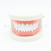 Oral teeth model for kindergarten, children's teaching aids, toy
