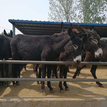 河北哪里有出售肉驴苗 什么品种肉驴长势快 育肥肉驴驹多少钱